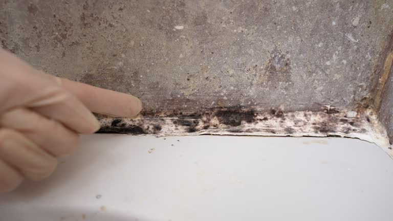 Best Black Mold Removal  in Sto Brook University, NY